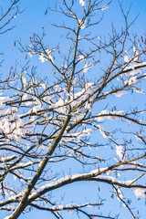 Snow covered tree