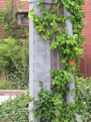 Ivy wrapped around a column