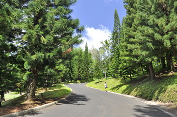 Forest Road in Kauai, Hawaii, USA