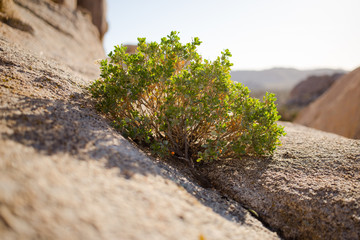 Green Desert Bush Growing Out of a Rock 02