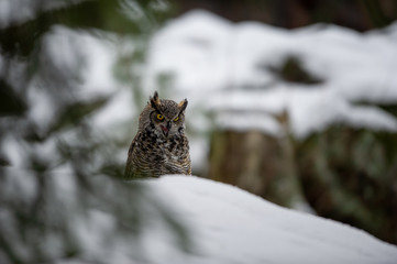 Great horned owl in the winter forest