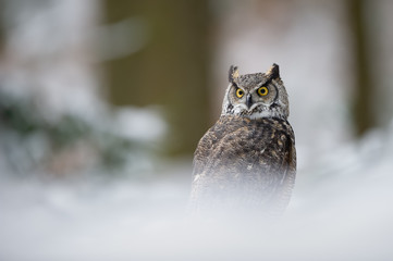 Great horned owl in the winter forest