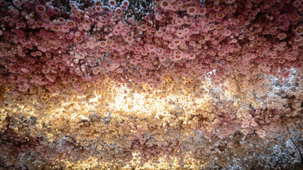 Fototapeta premium White and pink flowers on a ceiling in a shop in the Bloemenmarkt in Amsterdam. Landcape format.