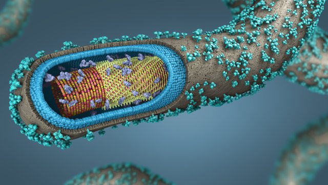 3d illustration of a cross-section of an ebola pathogen