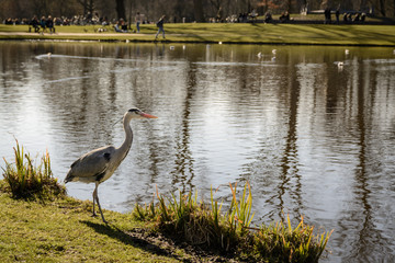 A stork at Vondelpark in Amsterdam (Netherlands). March 2015. Landscape format.