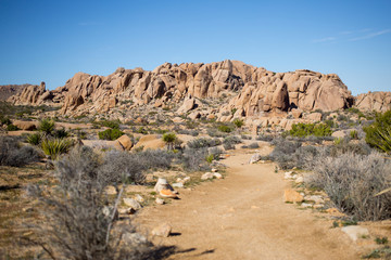 Joshua Tree National Park Landscape 01