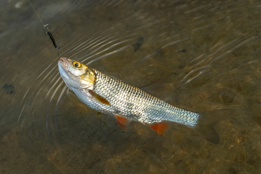 Fishing background of caught chub fish trophy in water.