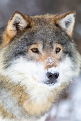 Close-up of focused wolf stands in beautiful and cold winter forest