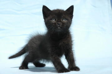 black kitten with blue eyes on blue background