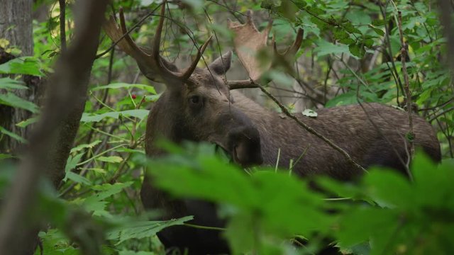 Close up of moose eating leaf from tree in dense woods / Palmer, Alaska, United States