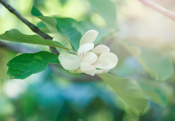 White  tender Magnolia flowers.  Beautiful blossomed  branch at spring. Magnolia flower blooming tree. Nature, spring background