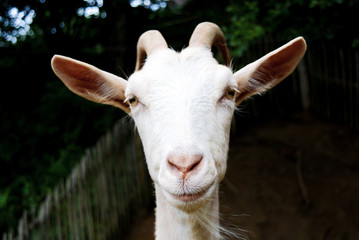 Obraz premium Goat is looking in the camera face