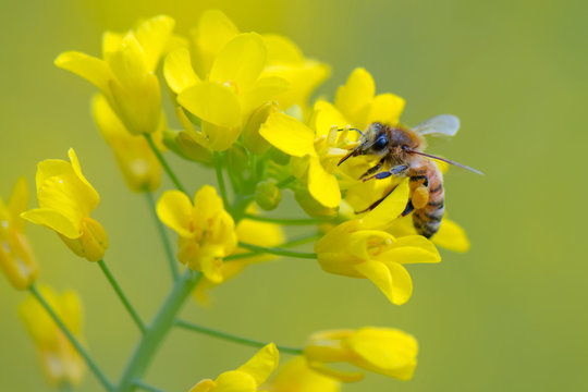Honey bee collecting pollen on canola flower.