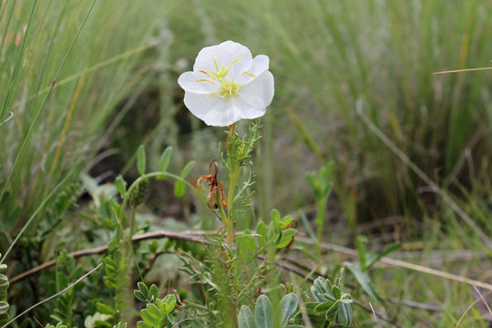 Nuttall Evening Primrose, Oenothera nuttallii, white wildflower in Western USA