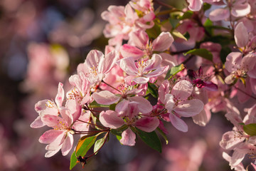 Fototapeta na wymiar Pink flowers of a blossoming tree close up. Spring