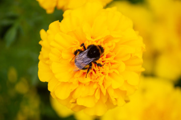 Bumblebee pollinates a yellow flower on the lawn. Nature