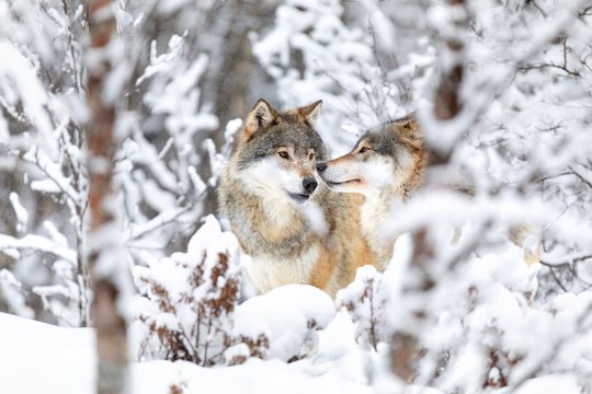 Fototapeta Two beautiful wolves in the forest a snowy day at winter