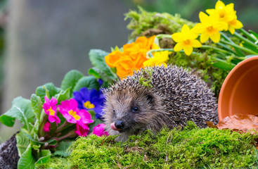 Hedgehog in springtime (Scientific name: Erinaceus Europaeus) wild, free roaming hedgehog, taken...