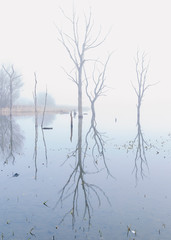Fototapeta na wymiar Mist and fog over Arcot Pond, Northumberland, England, UK.