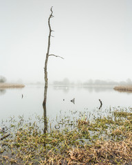 Mist and fog over Arcot Pond, Northumberland, England, UK.