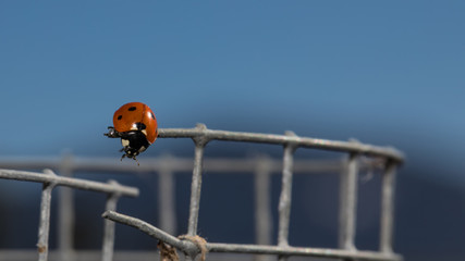 Marienkäfer schaut in die Tiefe