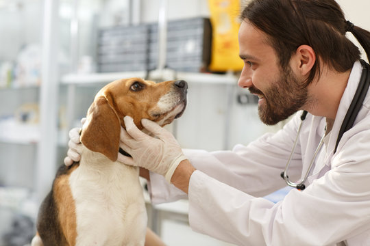 Brunette man with bread working in modern vet clinic with pet. Vet doctor examining dog at veterinarian clinic. Examination of cute dog by brunet doctor in hospital. Concept of animals and pet.
