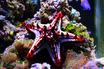 Red Knob Sea Star - (Protoreaster linckii) 