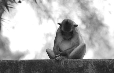 Black and white close up of meditating  wild  long-tailed macaque monkey (cynomolgus) on cement wall. Sleeping while sitting upright in the vajrasana yogi postiton (illustration of full lotus posture)