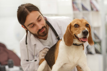 Professional vet providing medical aid for adorable dog.