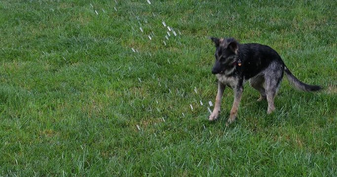 Funny, young, and wet female German shepherd puppy playing with trickling water on green grass while drink and biting it 4k