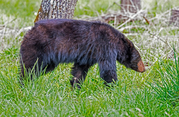 Single Black Bear feeds on green grass in the Smoky Mountains.