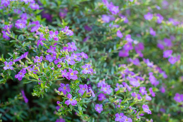 Obraz premium Purpurowe kwiaty wrzosu z zielonym tle liści w ogrodzie ~ SUNLIT GARDEN ~
