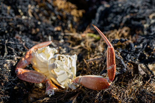 Crabshell amongst the seaweed at the beach