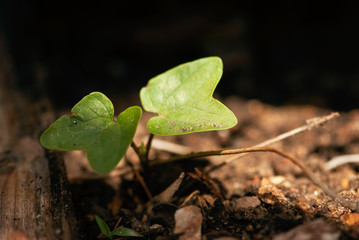 Tiny morning glory leaves emerge from the earth in early spring.