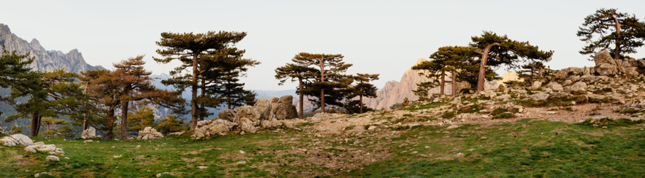 Pinien Bäume Panorama in der Wildnis im Naturpark im Sommer mit Bergen im Hintergrund