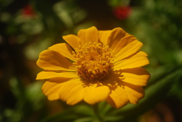 Fototapeta premium FLOR AMARELA 