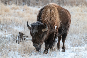 Bison Roaming the Plains on a Frosty Morning