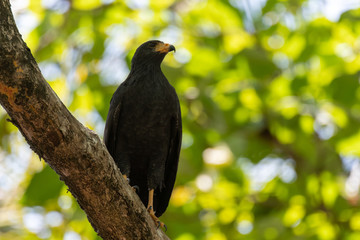 A Beautiful Black Hawk in the Costa Rica Rainforest