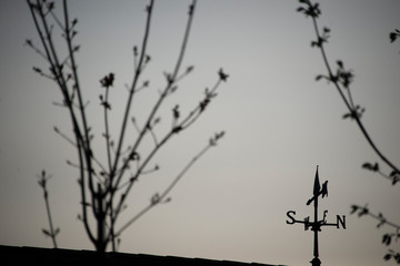 Silhouetted budding branches