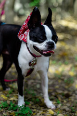 Black and White Boston Terrier 