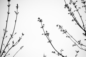 Silhouetted budding branches 