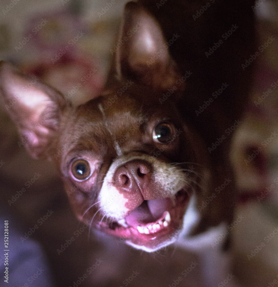 Wall mural portrait of a happy boston terrier dog