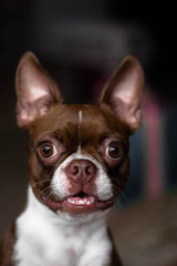 portrait of a dog / happy boston terrier puppy 