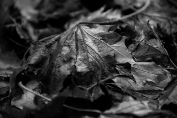 Dry fall leaves on the ground