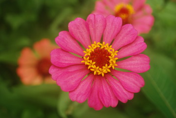 Obraz premium FLOR ROSA EM CLOSE