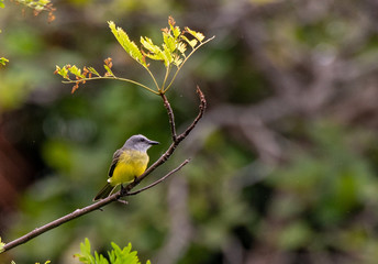A Beautiful Tropical Kingbird Perched on a Tree Branch in Costa Rica