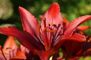 Fototapeta premium Red Lily