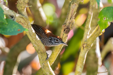 A Pretty Riverside Wren in the Tropical Lowlands of Costa Rica