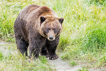 A large Grizzly Bear in Alaska feeding on green grasses.