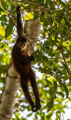 Geoffroy's Spider Monkey in Costa Rica